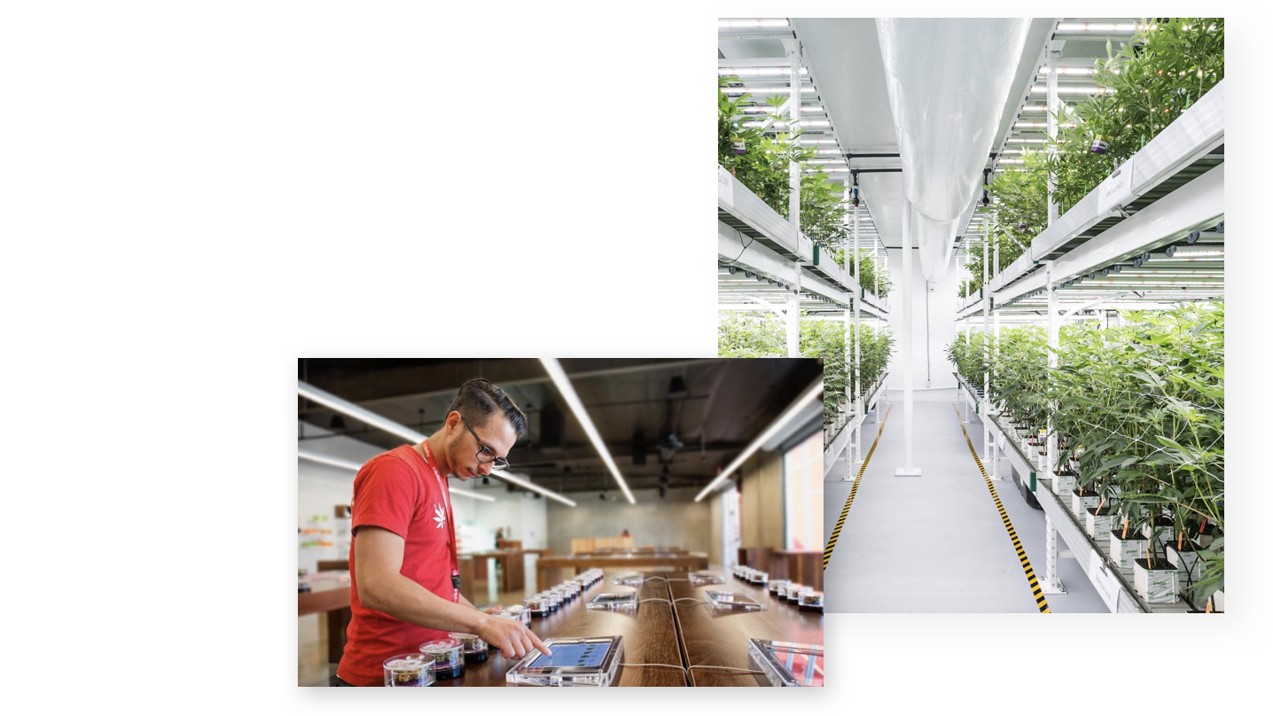 MedMen Overview