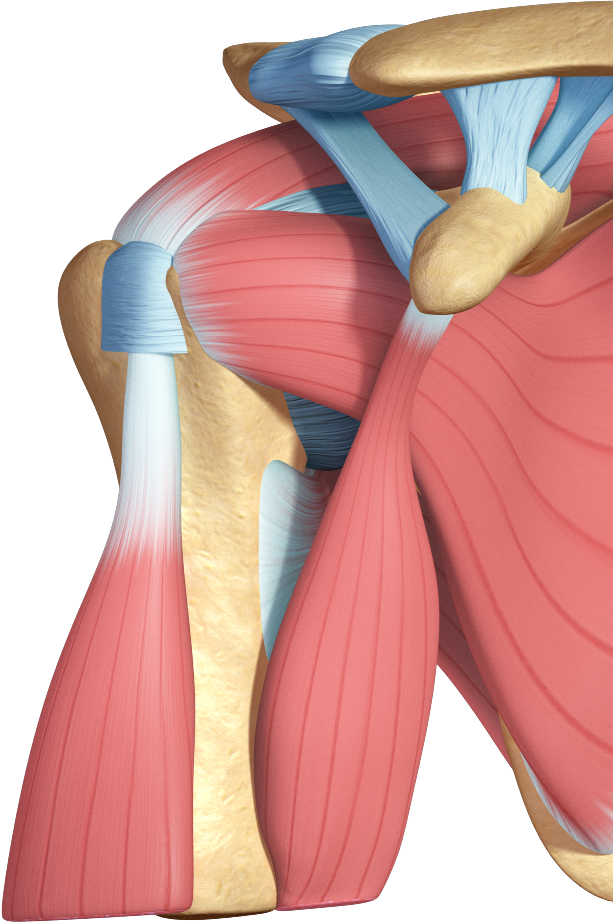 Orca Health Shoulder Model